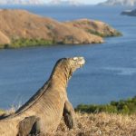 Paket Tour Komodo 4 Hari 3 Malam