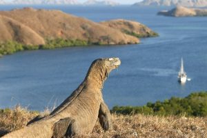 Paket Tour Komodo 4H3M